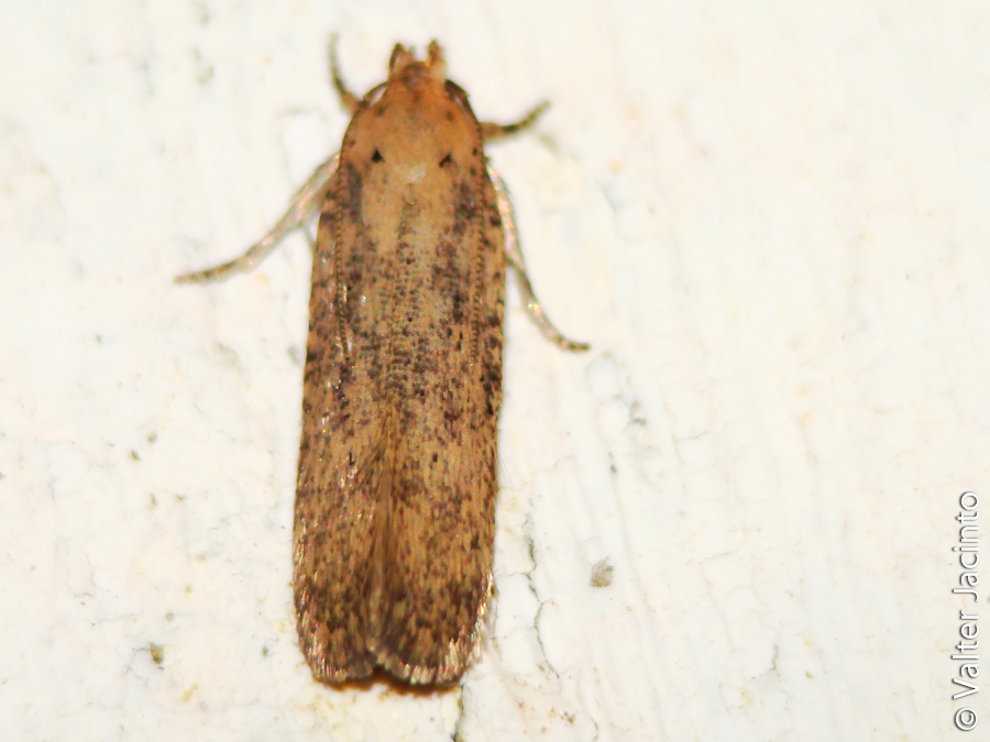Pexicopiini