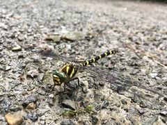 Cordulegaster erronea