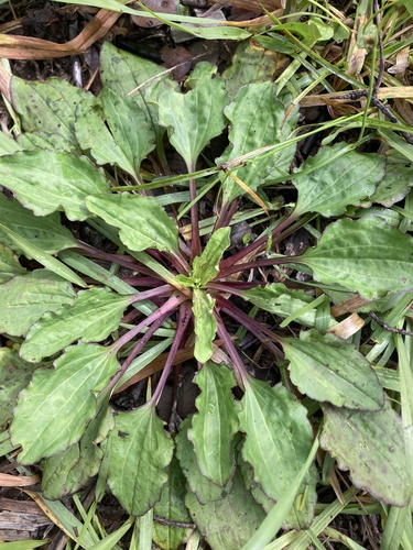 Plantago asiatica observed 2023-03-02