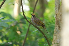 Pycnonotus zeylanicus