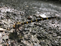 Cordulegaster erronea