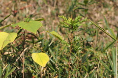 Zanthoxylum schinifolium