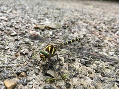 Cordulegaster erronea