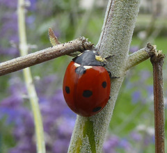 Coccinella septempunctata