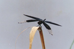 Rhyothemis fuliginosa