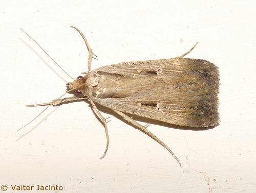 Tathorhynchus