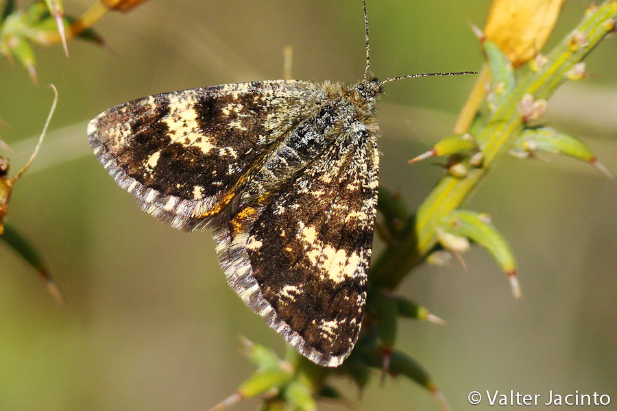 Isturgia famula
