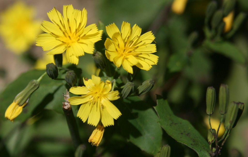 Crepidiastrum