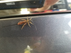 Dolichomitus irritator