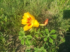 Cochlospermum wrightii