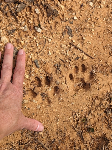 Bobcat photographed in Alabama