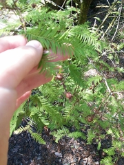 Taxodium distichum image