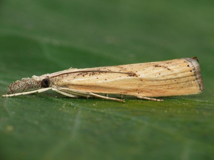 Barred Grass-veneer