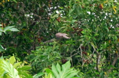 Accipiter gularis