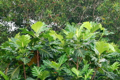 Artocarpus camansi