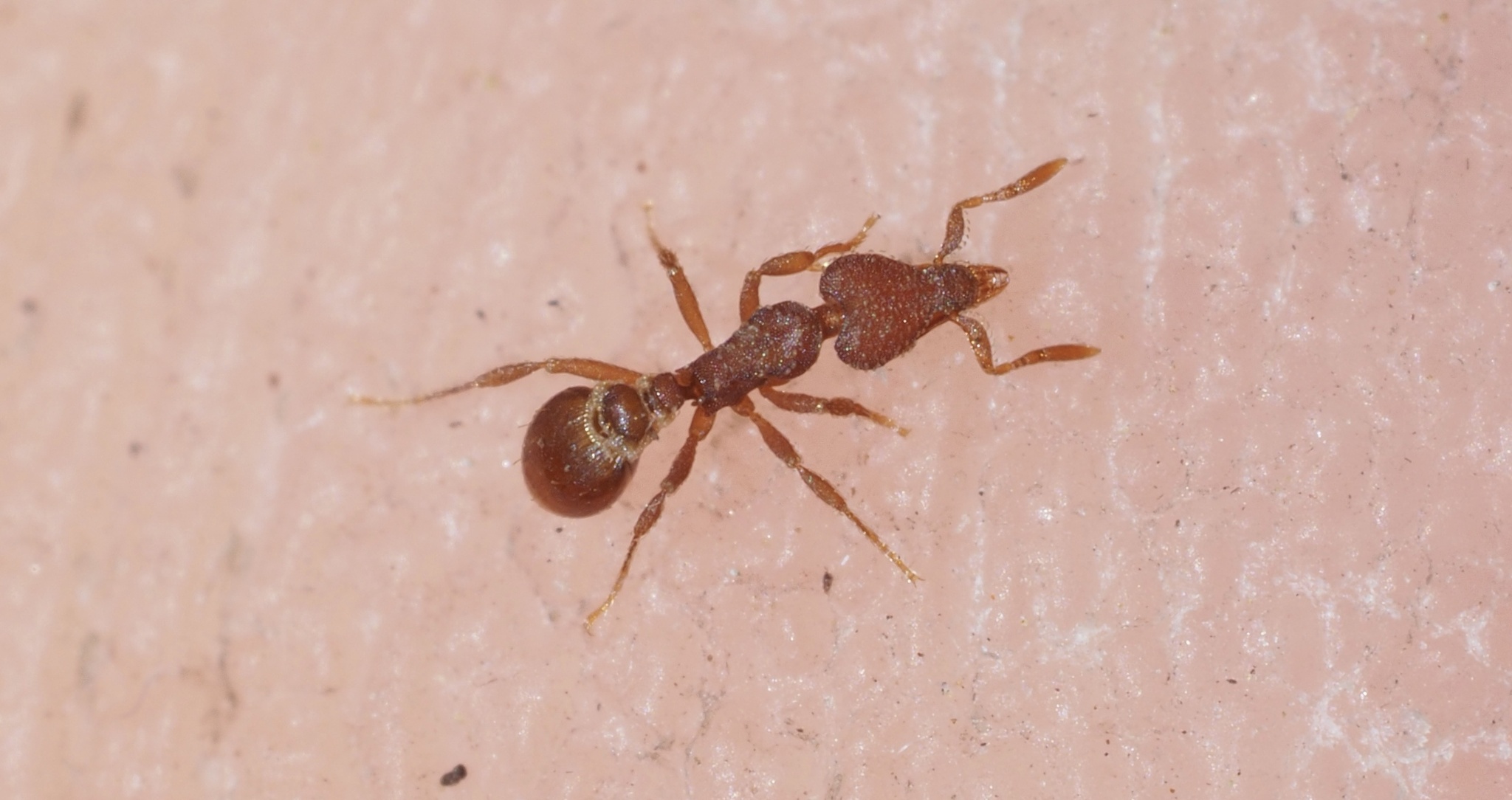 Strumigenys epinotalis