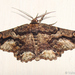 Menophra japygiaria - Photo (c) Valter Jacinto, algunos derechos reservados (CC BY-NC-SA)