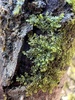Radula obtusiloba - Photo (c) jamie_fenneman, some rights reserved (CC BY-NC)