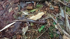 Hynobius sonani