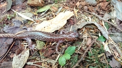 Hynobius sonani