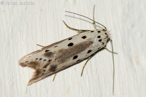 Ethmia terminella Fletcher, 1938