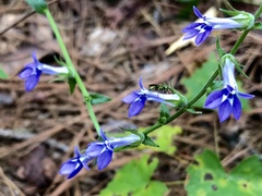 Lobelia