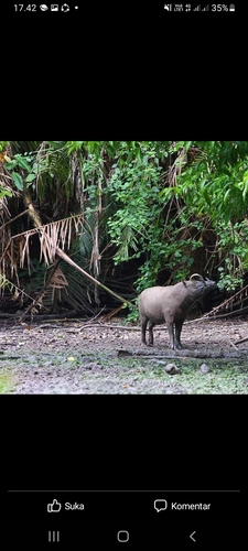 Babyrousa celebensis