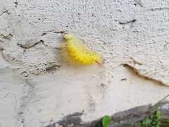 Calliteara pudibunda