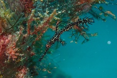Ornate Ghost Pipefish