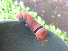 Papilio multicaudata