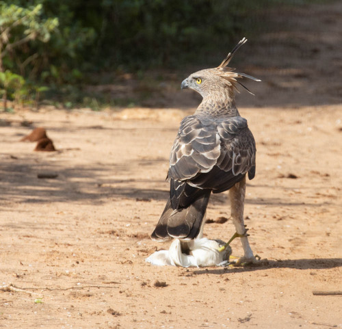 Changeable Hawk-Eagle (Nisaetus cirrhatus), photo 9