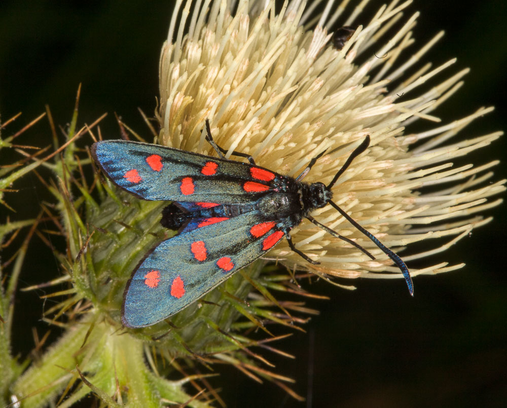 Southerly Burnet