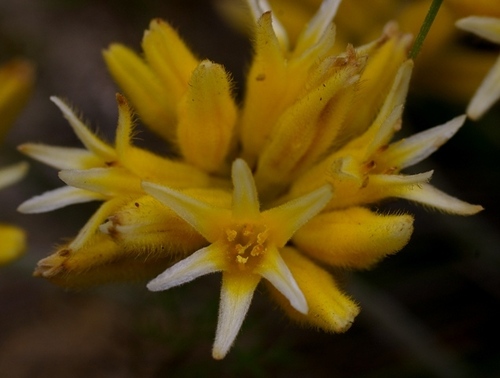 Conostylis setigera R.Br.