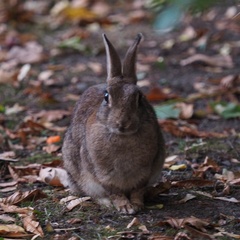 Oryctolagus cuniculus