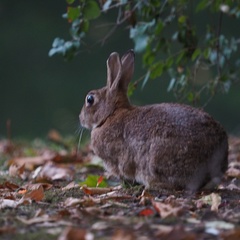 Oryctolagus cuniculus