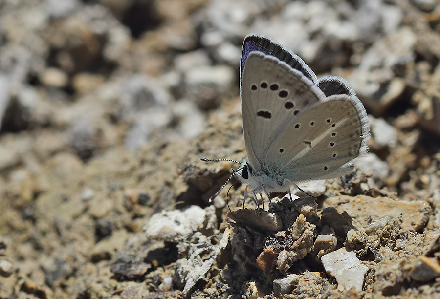 Artvin Blue