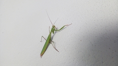 Mantis religiosa