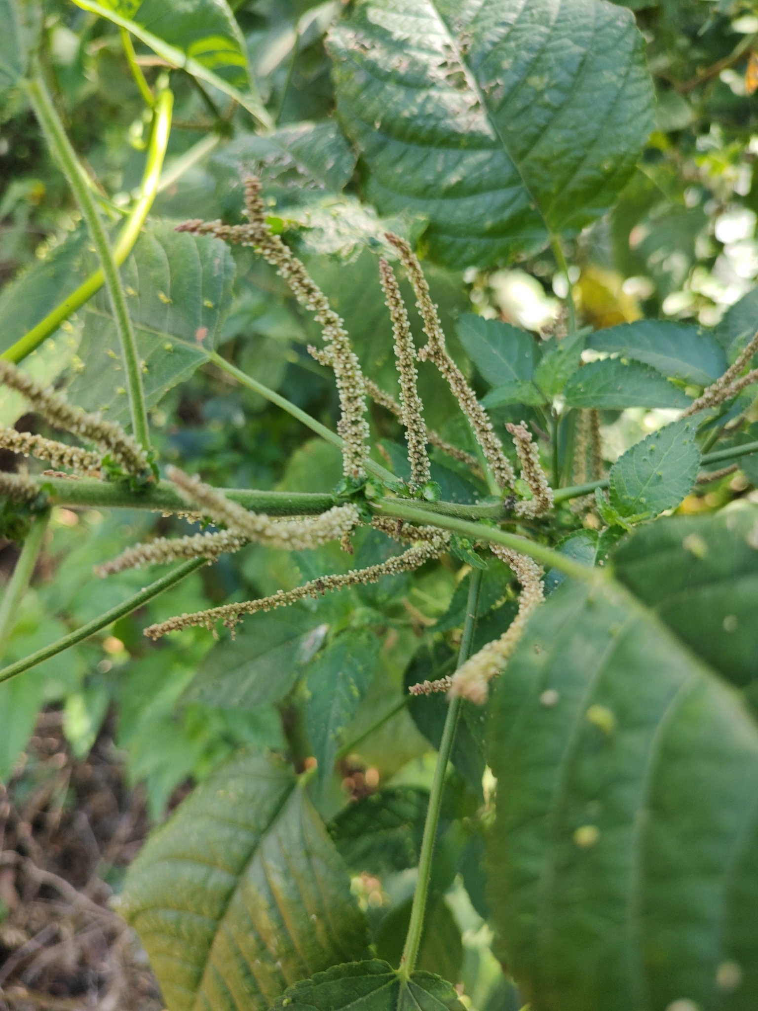 Acalypha amblyodonta