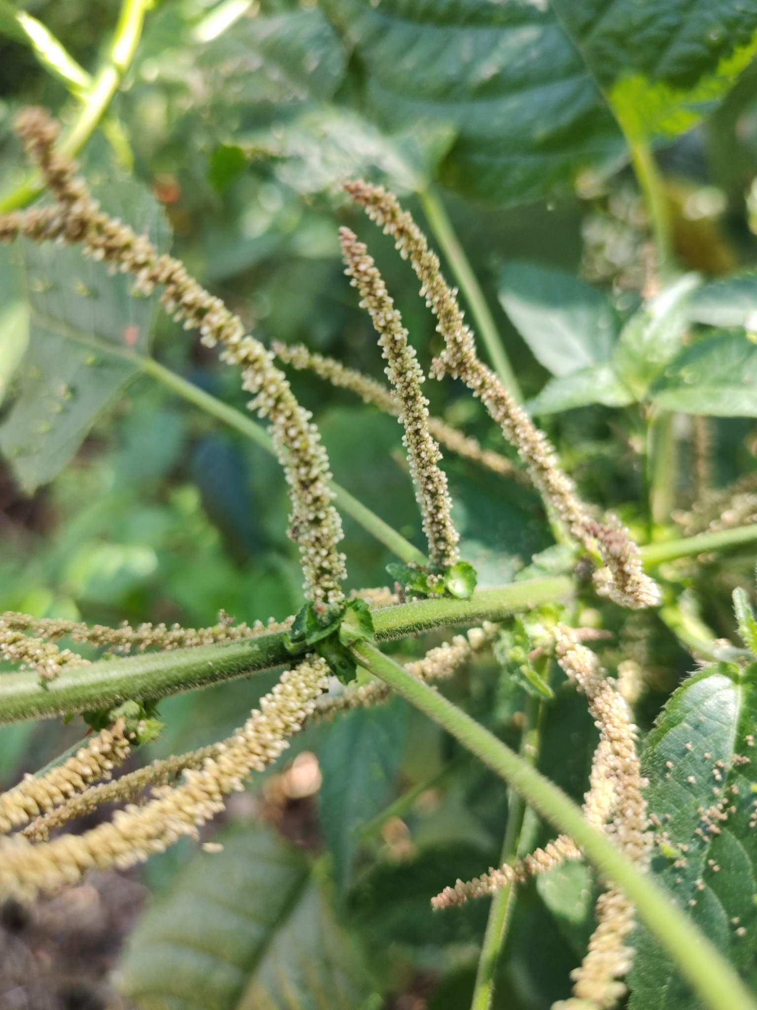 Acalypha amblyodonta 3