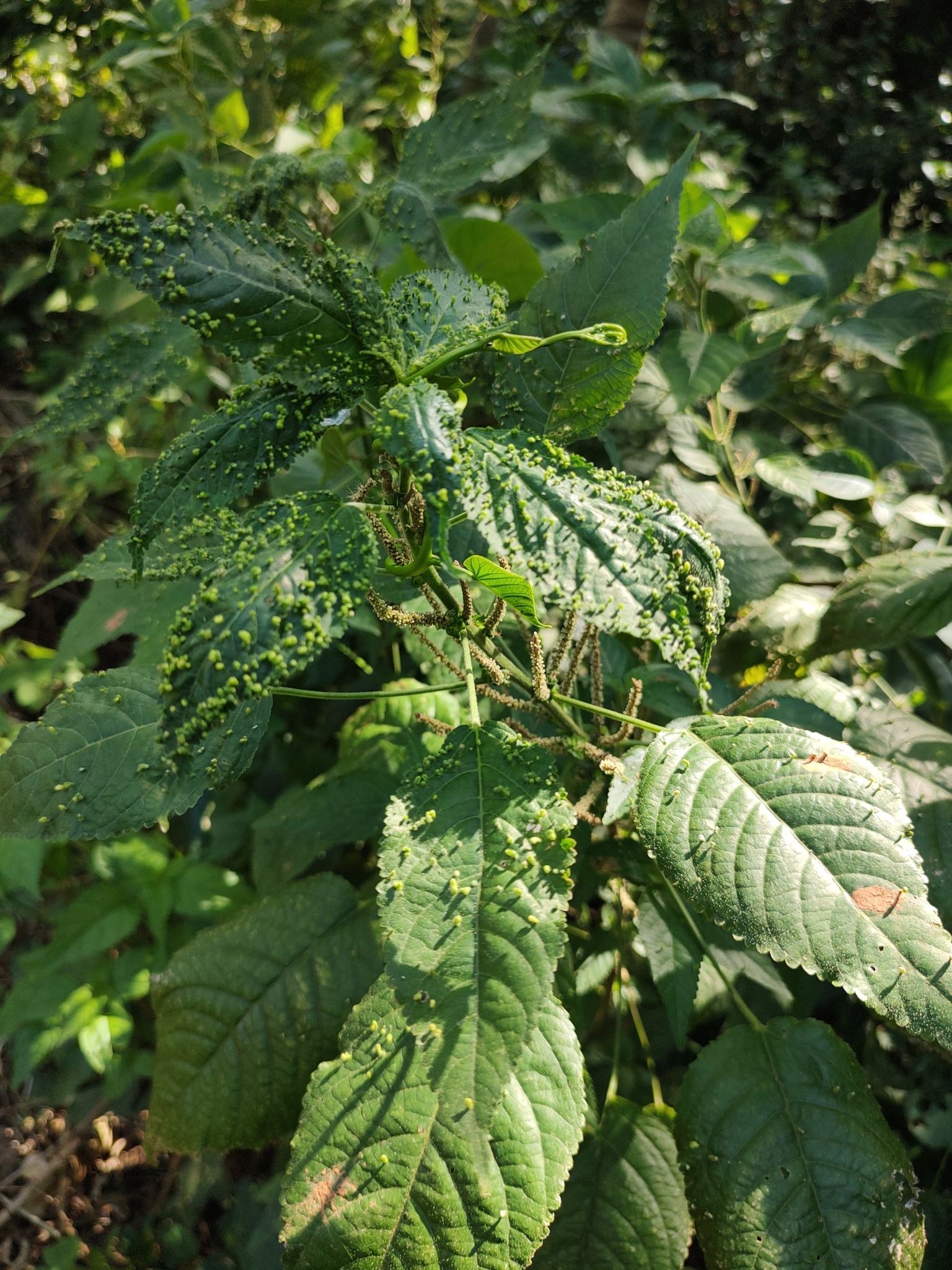 Acalypha amblyodonta 4