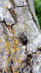 Lucanus cervus