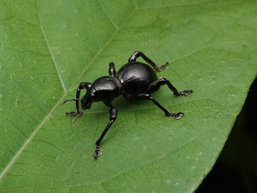 Pachyrhynchus infernalis · iNaturalist