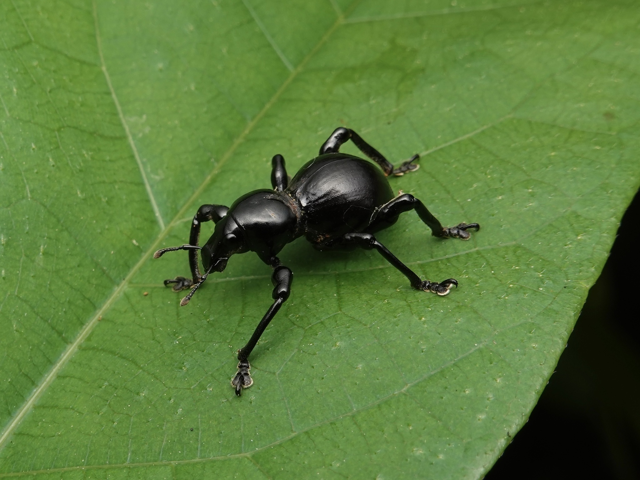 Pachyrhynchus infernalis · iNaturalist