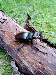 Lucanus cervus