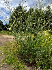 Melilotus albus image