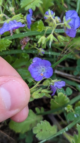 Image of Phacelia patuliflora by (c) Zoe O., some rights reserved (CC BY)