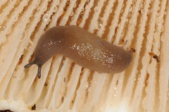 Pallifera