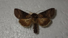Abrostola asclepiadis