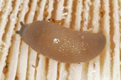 Pallifera