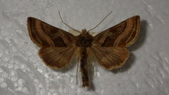 Euchalcia variabilis